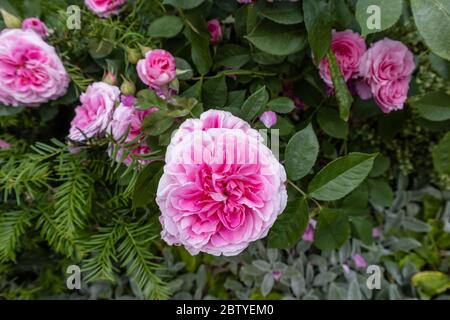 Rosen in Blüte: Beliebte rosa Frühling bis Sommer blühende David Austin Strauchrose, Gertrude Jekyll, blühend in einem Garten in Surrey, Südostengland Stockfoto