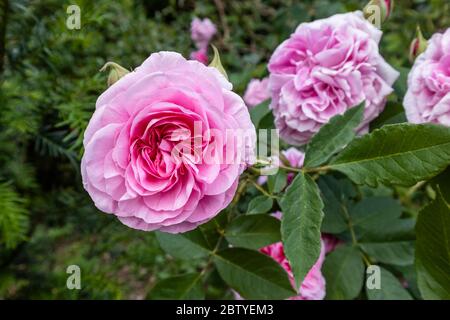 Rosen in Blüte: Beliebte rosa Frühling bis Sommer blühende David Austin Strauchrose, Gertrude Jekyll, blühend in einem Garten in Surrey, Südostengland Stockfoto