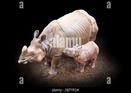Großer ein gehörntes Rhinoceros-Kalb (Rhinoceros unicornis) Mutter und Kalb zusammen Stockfoto