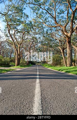 Landstraße mit Eukalyptusbäumen an den Seiten Stockfoto