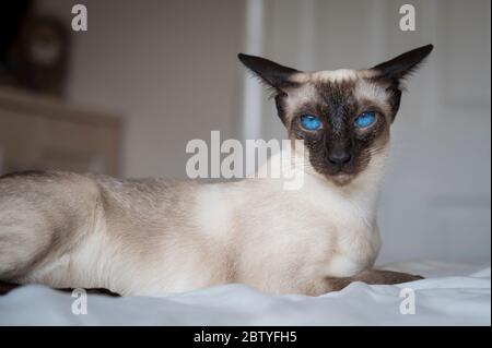 Porträt einer siamesischen Katze mit auffallend blauen Augen. Stockfoto