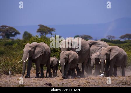 Afrikanische Elefanten oder Tusker aus Amboseli Kenia Stockfoto