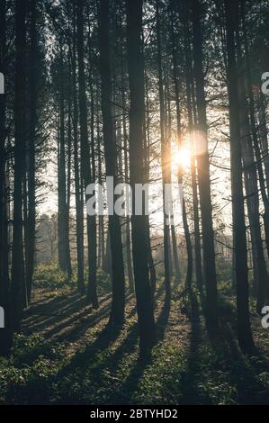 Wald an einem frischen Wintermorgen in der englischen Landschaft. Stockfoto