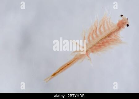 Super Makro Nahaufnahme von Artemia salina eine 100 Millionen alte Arten von Salzkrebsen, aquatische Krebstiere. Stockfoto