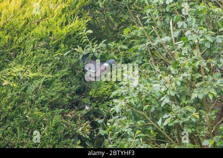 Taube -Columba palumbus- über zu fliegen von seinem Nest, Stockfoto
