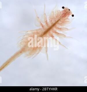 Super Makro Nahaufnahme von Artemia salina eine 100 Millionen alte Arten von Salzkrebsen, aquatische Krebstiere. Stockfoto