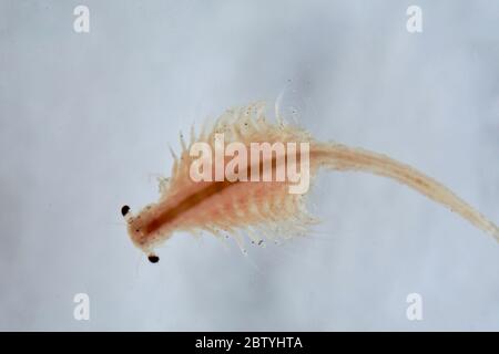 Super Makro Nahaufnahme von Artemia salina eine 100 Millionen alte Arten von Salzkrebsen, aquatische Krebstiere. Stockfoto