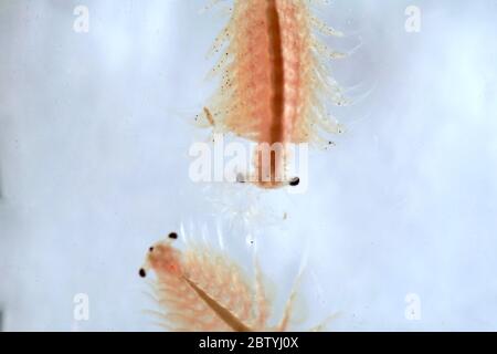 Super Makro Nahaufnahme von Artemia salina eine 100 Millionen alte Arten von Salzkrebsen, aquatische Krebstiere. Stockfoto