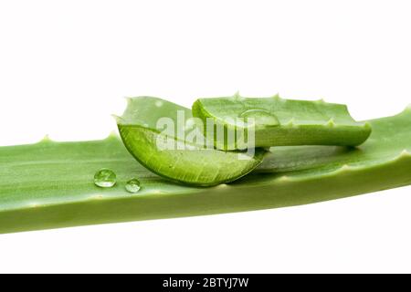 Aloe Vera, isoliert Stockfoto