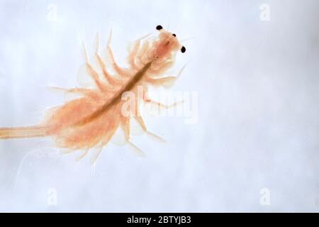 Super Makro Nahaufnahme von Artemia salina eine 100 Millionen alte Arten von Salzkrebsen, aquatische Krebstiere. Stockfoto