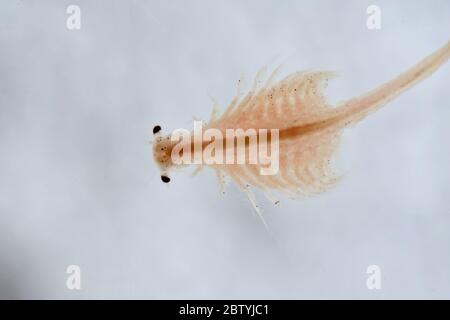 Super Makro Nahaufnahme von Artemia salina eine 100 Millionen alte Arten von Salzkrebsen, aquatische Krebstiere. Stockfoto