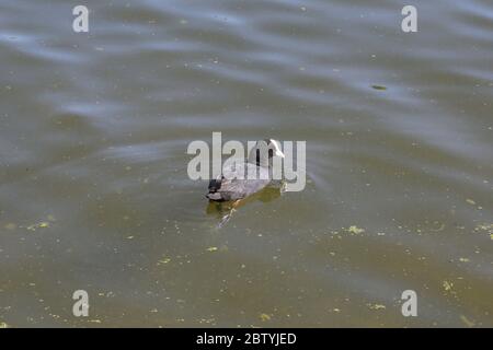 Eurasian (auch bekannt als Common oder Australian) Coot (Fulica atra), Long Water, Home Park, Hampton Court, East Molesey, Surrey, England, Großbritannien, Großbritannien, Europa Stockfoto