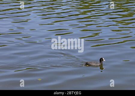 Eurasian (auch bekannt als Common oder Australian) Coot (Fulica atra), Long Water, Home Park, Hampton Court, East Molesey, Surrey, England, Großbritannien, Großbritannien, Europa Stockfoto