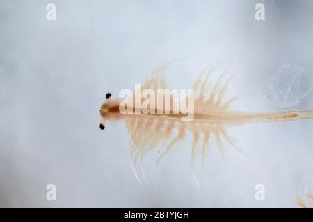 Super Makro Nahaufnahme von Artemia salina eine 100 Millionen alte Arten von Salzkrebsen, aquatische Krebstiere. Stockfoto