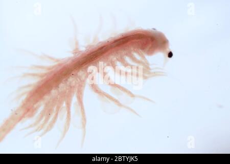 Super Makro Nahaufnahme von Artemia salina eine 100 Millionen alte Arten von Salzkrebsen, aquatische Krebstiere. Stockfoto