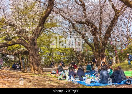 tokio, japan - märz 30 2020: Outdoor-Party japanischer Paare, die während der Zeit die rosa Kirschblüten von Somei Yoshino genießen Stockfoto