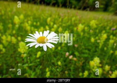 Nahaufnahme von großen Gänseblümchen auf einer Sommerwiese, Ariege, französische Pyrenäen, Pyrenäen, Frankreich Stockfoto