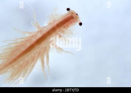 Super Makro Nahaufnahme von Artemia salina eine 100 Millionen alte Arten von Salzkrebsen, aquatische Krebstiere. Stockfoto