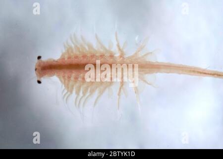Super Makro Nahaufnahme von Artemia salina eine 100 Millionen alte Arten von Salzkrebsen, aquatische Krebstiere. Stockfoto