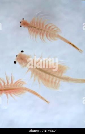 Super Makro Nahaufnahme von Artemia salina eine 100 Millionen alte Arten von Salzkrebsen, aquatische Krebstiere. Stockfoto