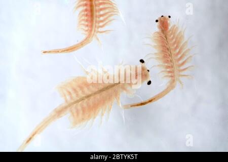 Super Makro Nahaufnahme von Artemia salina eine 100 Millionen alte Arten von Salzkrebsen, aquatische Krebstiere. Stockfoto