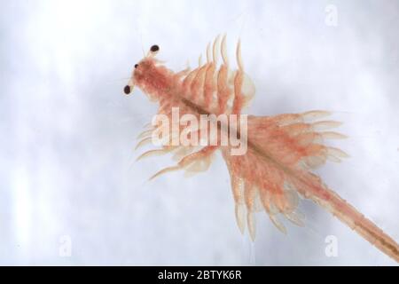 Super Makro Nahaufnahme von Artemia salina eine 100 Millionen alte Arten von Salzkrebsen, aquatische Krebstiere. Stockfoto