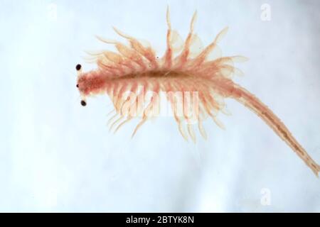Super Makro Nahaufnahme von Artemia salina eine 100 Millionen alte Arten von Salzkrebsen, aquatische Krebstiere. Stockfoto