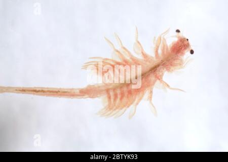 Super Makro Nahaufnahme von Artemia salina eine 100 Millionen alte Arten von Salzkrebsen, aquatische Krebstiere. Stockfoto