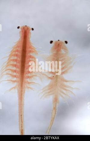 Super Makro Nahaufnahme von Artemia salina eine 100 Millionen alte Arten von Salzkrebsen, aquatische Krebstiere. Stockfoto