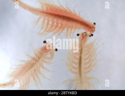 Super Makro Nahaufnahme von Artemia salina eine 100 Millionen alte Arten von Salzkrebsen, aquatische Krebstiere. Stockfoto