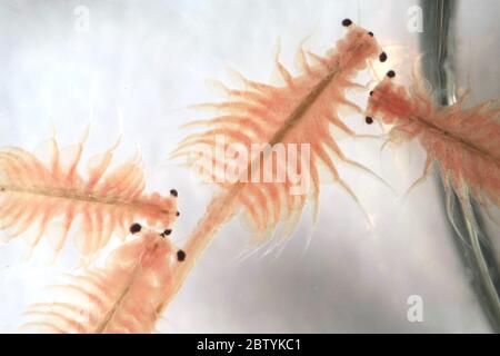 Super Makro Nahaufnahme von Artemia salina eine 100 Millionen alte Arten von Salzkrebsen, aquatische Krebstiere. Stockfoto