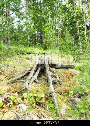 Altes faules Treibholz, Baumstumpf im Wald Stockfoto