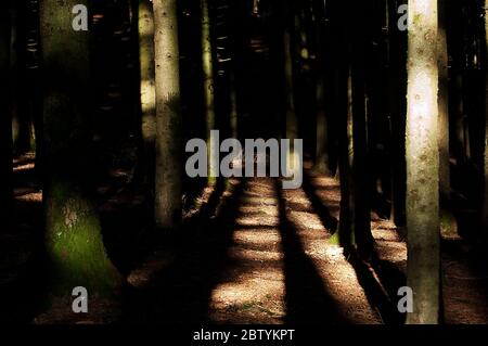 Der Casentino-Wald im toskanischen Apennin ist mit einer monumentalen Tanne und Buche bedeckt Stockfoto