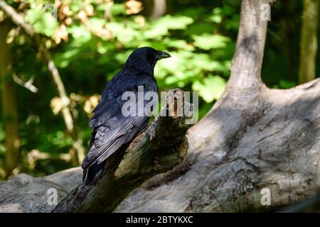 Aas-Krähe (corvus corone) thront auf einem Ast in einem Wald. Stockfoto