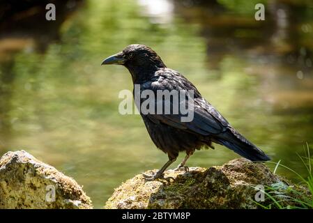 Aas-Krähe (corvus corone) thront auf einem Felsen in einem Wald. Stockfoto