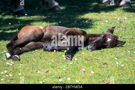 Nahaufnahme von schönen neu geboren neuen Wald Pony in der Sonne Platz kopieren im Hintergrund ruhen Stockfoto