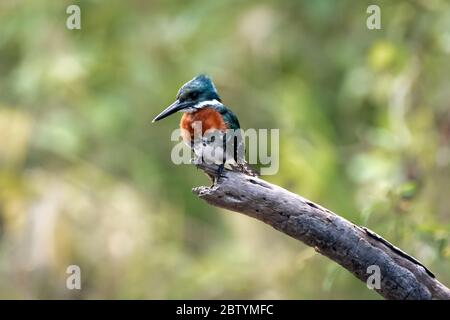 Männlicher Amazonas-Eisvogel (Chloroceryle amazona) im peruanischen Amazonas-Regenwald Stockfoto