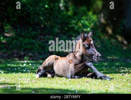 Nahaufnahme und ebenerdes Bild von schönen neu geboren neuen Wald Pony in der Sonne ruhen kopieren Raum im Hintergrund Stockfoto