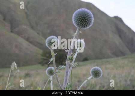 Globe Thistle Blumen wachsen auf Olchon Insel, Baikalsee, Russland Stockfoto