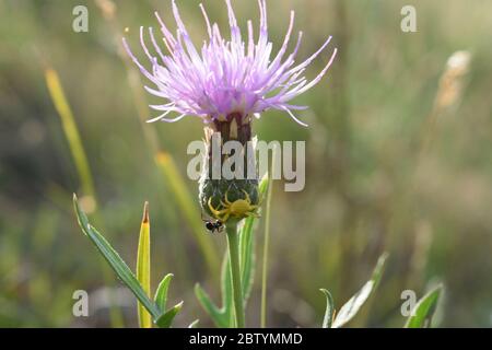 Eine kleine gelbe Spinne und eine Ameise auf einer Thistle Flower auf Olchon Island, Baikalsee, Russland Stockfoto