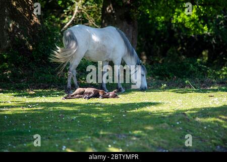Breites neugeborenes Fohlen, das auf grss in der Sonne von seiner Mutter ruht, die nahe gelegenes weißes Pony füttert, hat einen reflektierenden Kragen Stockfoto