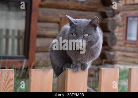 Süße Smoky Cat sitzt auf einem Holzzaun vor einem Dorfhaus Stockfoto