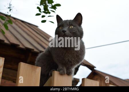 Süße Smoky Cat sitzt auf einem Holzzaun vor einem Dorfhaus Stockfoto