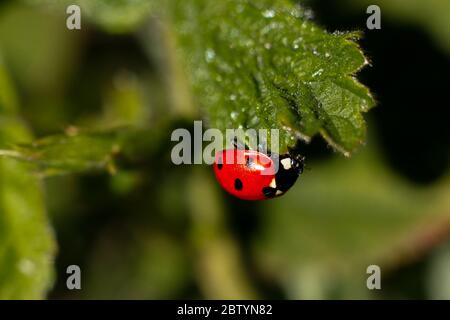 Ein roter Marienkäfer sitzt auf einem grünen Blatt auf einem heißen und sonnigen Sommertag Makro Stockfoto