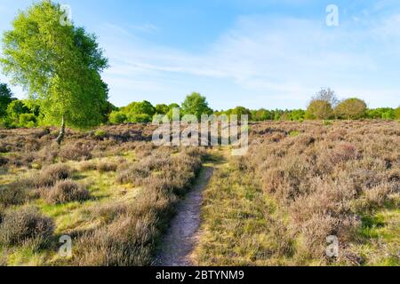 Schmaler Fußweg führt über raue Heide in Richtung entfernter Sherwood Forest Stockfoto