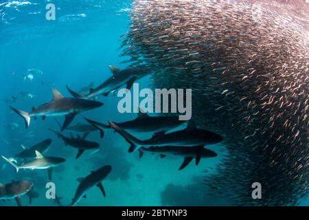 SCHULEN AUS - EINE Schule der Tigerhaie gegen eine Schule der Fische. BAHAMAS: DER DRAUFGÄNGER kommt mit einem tausend Pfund Hammerhead ganz nah und persönlich Stockfoto