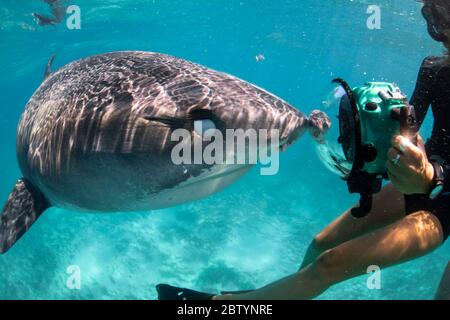 Kühl, ruhig und gesammelt nähert sich ein Hai einem Aquatica Unterwasser-Gehäuse-Kit. BAHAMAS: DRAUFGÄNGER kommt mit eintausend aus nächster Nähe und persönlich auf Stockfoto