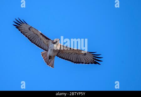 Rotschwanz-Falke im Flug auf der Suche nach Beute mit einem Hintergrund mit klarem blauen Himmel Stockfoto