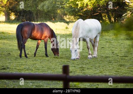 Pferde grasen im Dorf Chobham, Surrey, England, Großbritannien Stockfoto