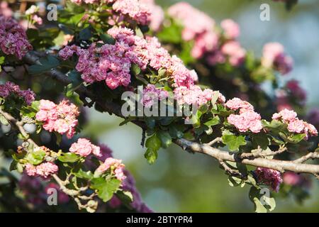 Wilde Blumen in Chobham Dorf, Surrey, England, Großbritannien Stockfoto